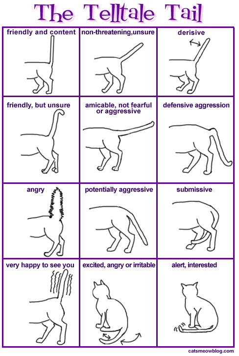 cat tail language translation chart